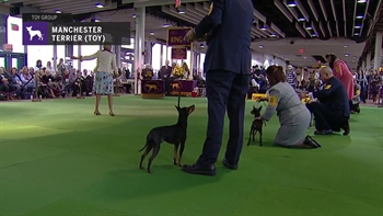 Manchester Terrier (Toy) | Breed Judging (2019)