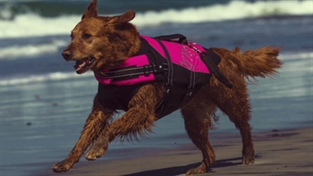 Ricochet the surfing dog | #InsideSanDiegoSports