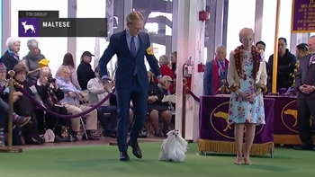 Maltese | Breed Judging (2019)