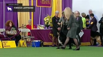 Finnish Lapphunds | Breed Judging 2019