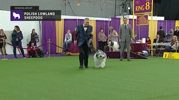 Polish Lowland Sheepdogs | Breed Judging 2019