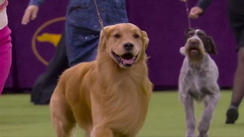 National dog show 2018 golden retriever shop