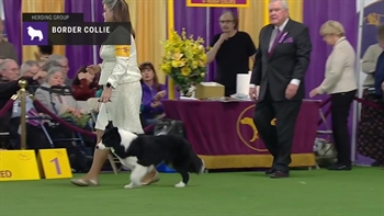 Border Collies | Breed Judging 2019
