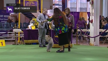 Silky Terriers | Breed Judging 2019