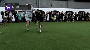 Basenjis Part 2 | Breed Judging 2019