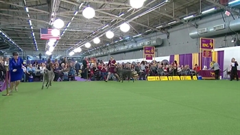 Scottish Deerhounds | Breed Judging 2019