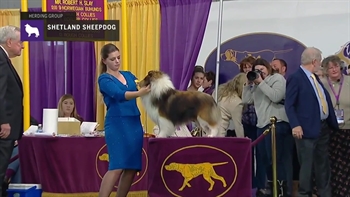 Shetland Sheepdogs | Breed Judging 2019