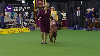 Retrievers (Chesapeake Bay) | Breed Judging 2019