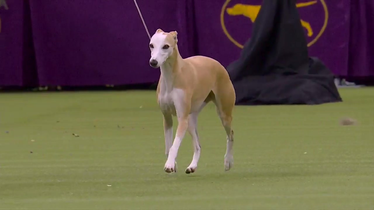 Bourbon the whippet wins Reserve best in show at 2020 Westminster Kennel Club Dog Show