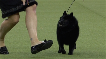 Group judging for the Non-Sporting Group at the 2019 Westminster Kennel Club Dog Show