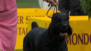 Ty the Giant Schnauzer wins the 2018 Westminster Kennel Club Workings Group