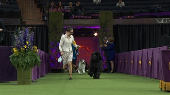 2018 Westminster Kennel Club Junior Showmanship