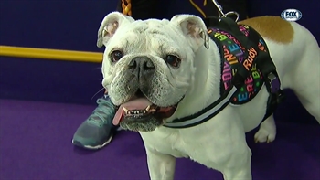 A Surprisingly Agile Bulldog Conquers the Westminster Dog Show