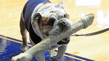 The Butler Bulldogs chomp through the Western Illinois Leathernecks in 107-46 rout