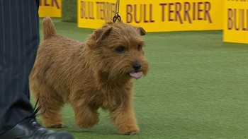 Winston the Norfolk Terrier wins the 2018 Westminster Kennel Club Dog Show Terrier Group