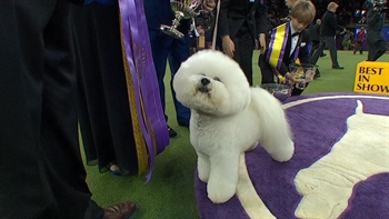 Bichon frise best cheap in show 2018