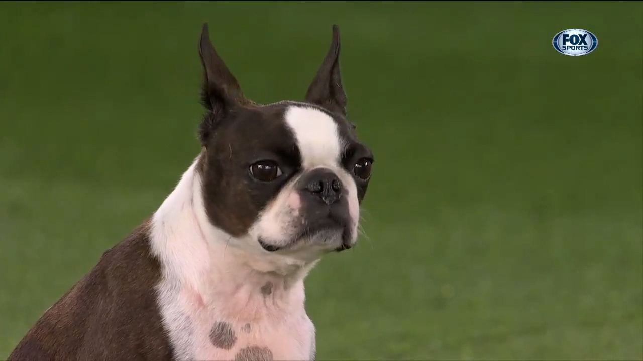 Ripple s handler falls during Westminster Dog Show agility competition still celebrates after completing run