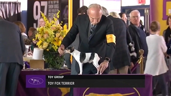 Ring 3 - Toy Fox Terrier