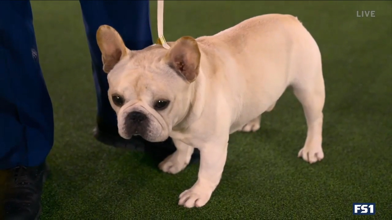 Mathew, the French Bulldog, takes top spot in Non-Sporting Group