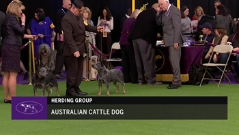 Ring 9 - Australian Cattle Dog