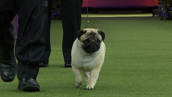 Watch Biggie the Pug win the 2018 Toy Group