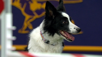 Watch Fame(US) win the 2018 Masters Agility Championship