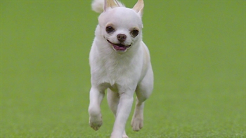 2,800 dogs, 202, breeds, one Best in Show