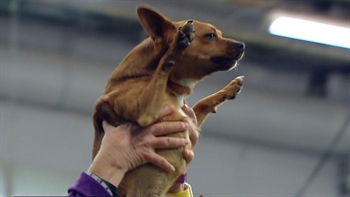 Best of the 2018 Masters Agility Championships