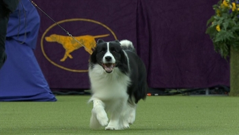 Watch Flick the Border Collie with the 2018 Westminster Kennel Club Dog Show Herding Group