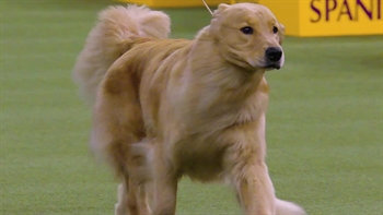 Irish Setters, Golden Retrievers, Cocker Spaniels: Meet the Sporting Group