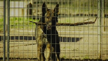Helping former military and police dogs live their best lives: Mission K9 Rescue