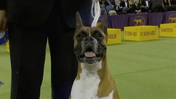 Wonderful Wilma takes ribbon for the Working Group at 2019 WKC