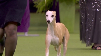 'Bourbon' the whippet wins Best Hound at 2020 Westminster Dog Show