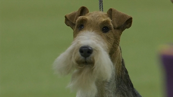 King wins Best in Show at the 2019 Westminster Kennel Club Dog Show