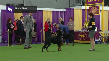 Beaucerons | Breed Judging (2019)
