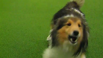 Cleveland shetland sheepdog club clearance