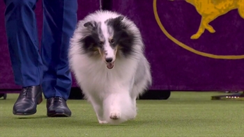 Cleveland shetland sales sheepdog club