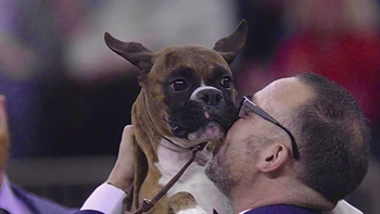 Boxers, Doberman Pinschers, Great Danes oh my! Meet the Working Group