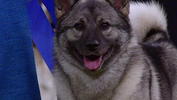 Release the Hounds! Everything you need to know about the Hound Group