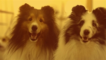 The 2019 Westminster Kennel Club Dog Show on FOX and FS1!