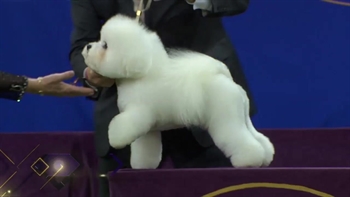 Relive Flynn the Bichon Frise's 2018 Westminster Kennel Club Dog Show Non-Sporting Group victory