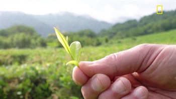 History and tradition of Russian tea