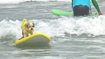 Dog Surfing Feature | Inside San Diego Sports