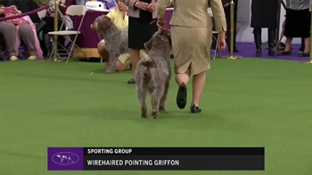 Ring 5 - Wirehaired pointing griffon